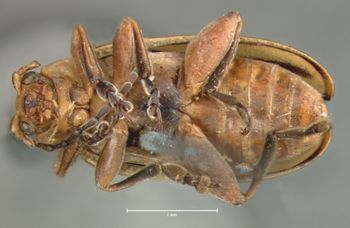 Media type: image; Entomology 18750   Aspect: habitus ventral view